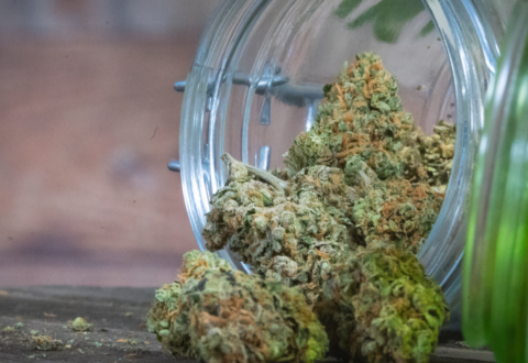 Preserving cannabis is crucial to maximizing profits