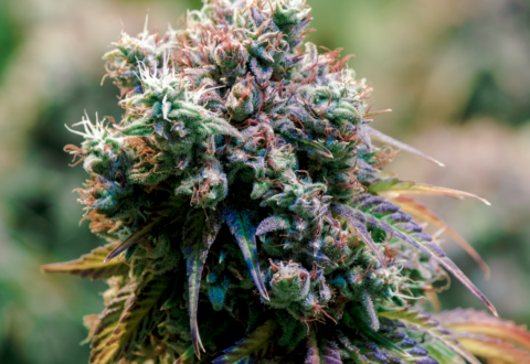 3 things color can tell you about the quality of your cannabis