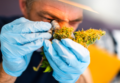 10 things you didn't know about cannabis grading