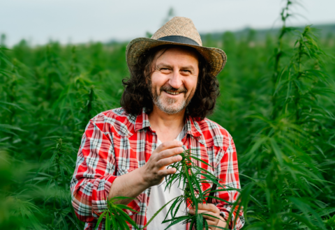 Farmer's tale: Cannabis cultivation is a labor of love