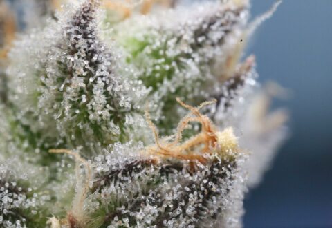 Grading explained: How is cannabis trichome content graded?