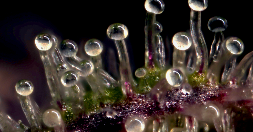 3 things trichomes can tell you about the quality of your cannabis