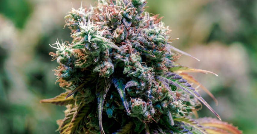 3 things color can tell you about the quality of your cannabis