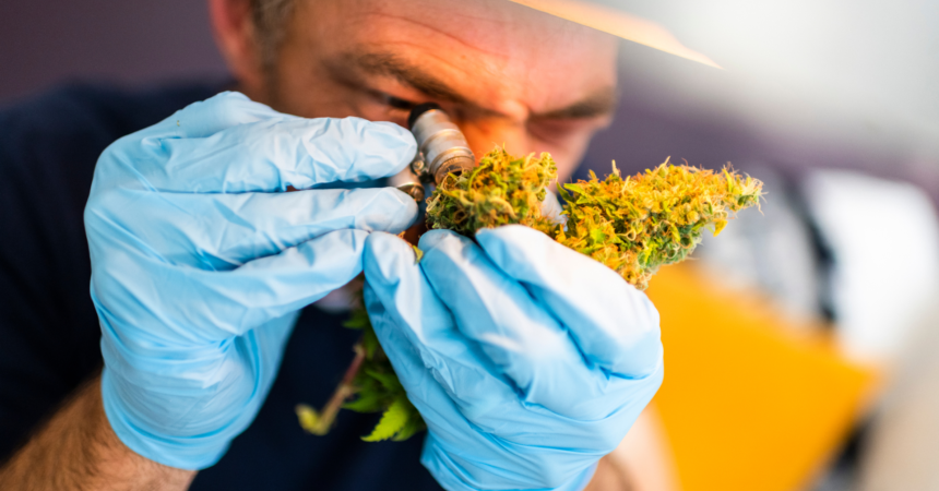 10 things you didn't know about cannabis grading