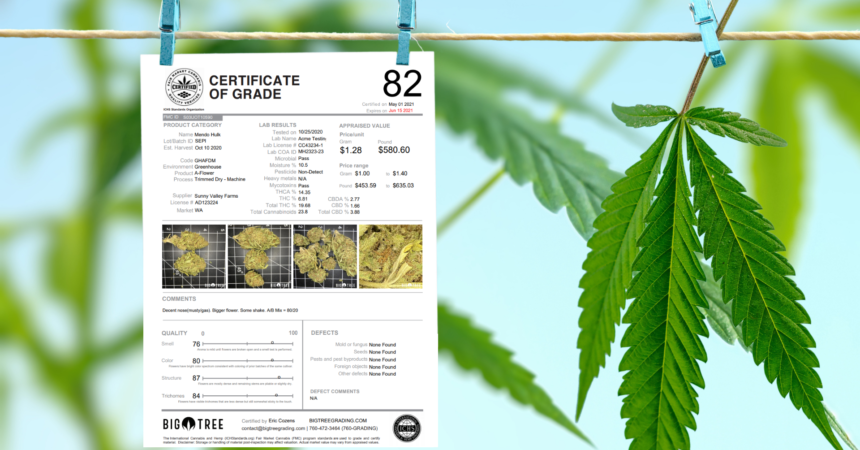 Breaking down Big Tree's cannabis grading scores, what do they mean?