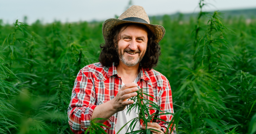 Farmer's tale: Cannabis cultivation is a labor of love