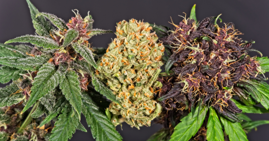 In the era of hybrid strains, say goodbye to indica and sativa